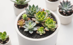 多肉植物图片大全大图,缤纷色彩，千姿百态的植物世界
