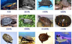 乌龟的图片大全,探寻龟类家族的多样性与魅力