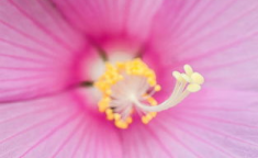 花图片大全,从花图片大全中领略自然之美