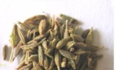 什么是孜然,探寻香料之王的风采