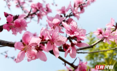 桃花视频,CAWD-210视频剧情解析