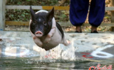 猪跳水,揭秘猪市“跳水”背后的多重因素