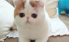 加菲猫图片,萌态百出，笑点连连