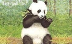熊猫的图片,大熊猫的神秘魅力与生活画卷