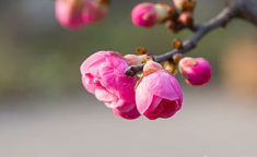 梅花图片大全,风骨独韵——梅花图片大全赏析