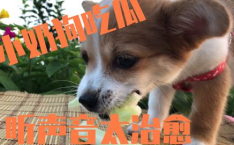 娱乐吃瓜菌小狗视频下载,轻松获取热门短视频的乐趣